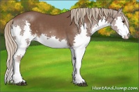 Horse Color:Liver Chestnut Splash 