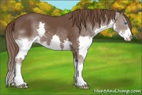 Horse Color:Liver Chestnut Splash 