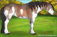 Horse Color:Bay Splash 