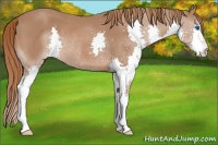 Horse Color:Chestnut Splash Rabicano 