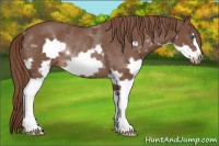 Horse Color:Liver Chestnut Splash Frame Rabicano
