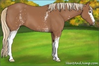 Horse Color:White Spotted Chestnut 