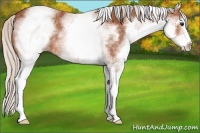 Horse Color:White Spotted Silver Bay 