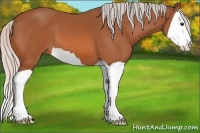 Horse Color:Silver Bay Splash 