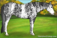 Horse Color:White Spotted Black 
