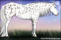 Horse Color:Silver Blue Roan Splash Frame Appaloosa 