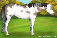 Horse Color:Brown Dun Splash Frame 