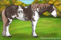 Horse Color:Liver Chestnut Sabino Splash 