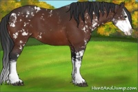 Horse Color:Brown Sabino Splash 