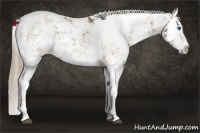 Horse Color:Chocolate Palomino Sabino Splash 