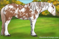 Horse Color:Chestnut Sabino 