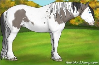 Horse Color:Grullo Sabino Splash Tobiano 