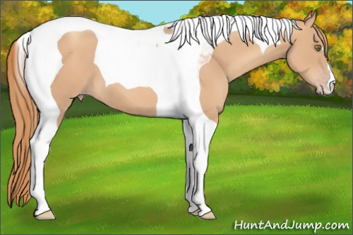 Horse Color: Unknown 