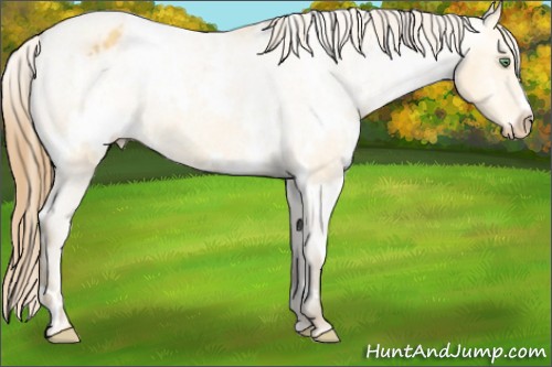 Horse Color: Unknown 