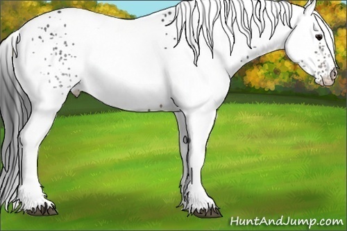 Horse Color: White Spotted Brown 