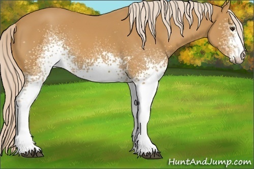 Horse Color: White Spotted Palomino 