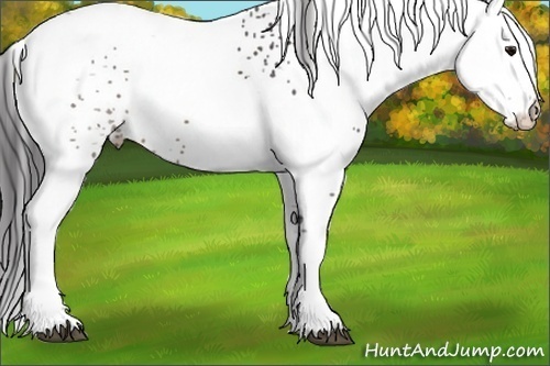 Horse Color: White Spotted Buckskin Rabicano 