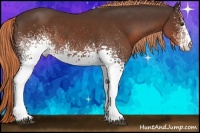 Horse Color:White Spotted Liver Chestnut 