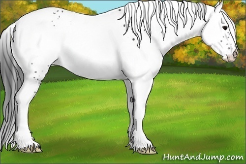 Horse Color:White Spotted Black