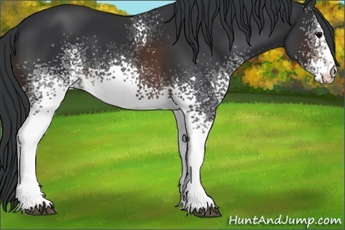 Horse Color:White Spotted Brown