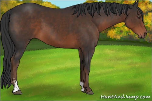 Horse Color: Liver Chestnut Sabino 