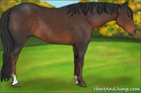 Horse Color:Liver Chestnut Sabino