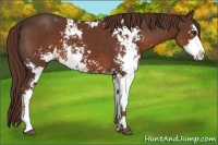 Horse Color:Liver Chestnut Sabino 