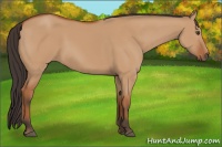 Horse Color:Bay Dun 