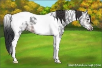 Horse Color:Brown Ice Tobiano 