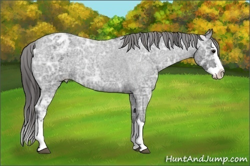 Horse Color:Blue Ice Roan Splash Appaloosa