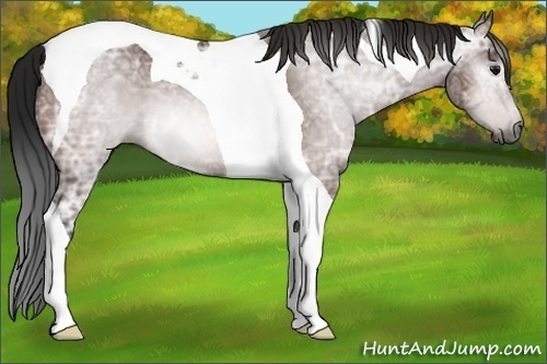 Horse Color:Gray Bay Ice Tobiano