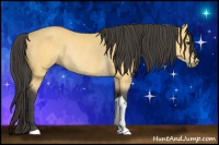 Horse Color:Buckskin Rabicano 