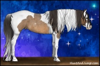 Horse Color:Buckskin Roan Splash Tobiano 