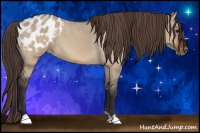 Horse Color:Bay Dun Appaloosa 