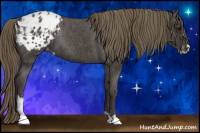 Horse Color:Smoky Black Sabino Blanket Rabicano