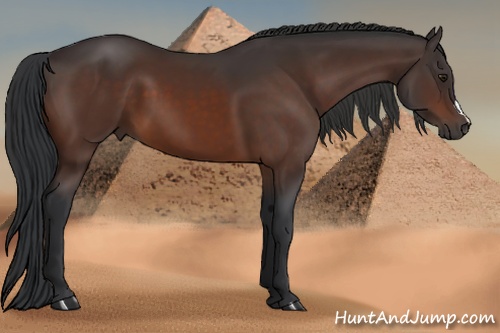 Horse Color: Brown 