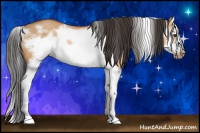 Horse Color:Bay Dun Sabino Splash Frame 