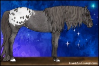 Horse Color:Smoky Black Sabino Appaloosa 