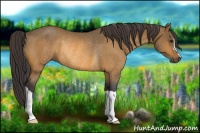 Horse Color:Buckskin Rabicano 