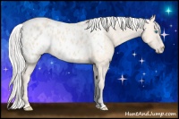 Horse Color:Silver Perlino Appaloosa 