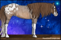 Horse Color:Buckskin Roan Splash Blanket 