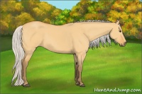 Horse Color:Silver Buckskin Dun 