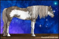 Horse Color:Chocolate Palomino Sabino Frame Appaloosa Rabicano 