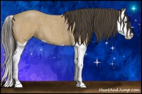 Horse Color:Buckskin Roan Splash 