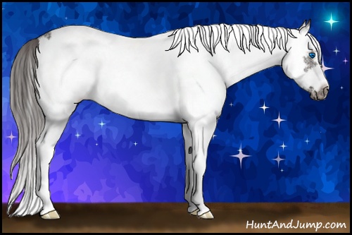 Horse Color: White Spotted Smoky Black Splash Frame 