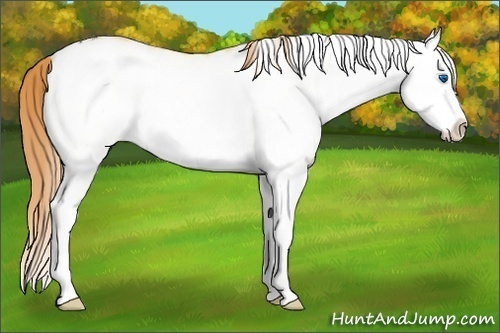 Horse Color: White Spotted Buckskin Pearl Dun Splash Rabicano 
