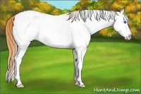 Horse Color:White Spotted Buckskin Pearl Dun Splash Rabicano 
