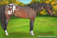 Horse Color:Brown Appaloosa 