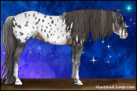 Horse Color:White Spotted Brown Near Leopard 