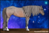 Horse Color:Brown Appaloosa 